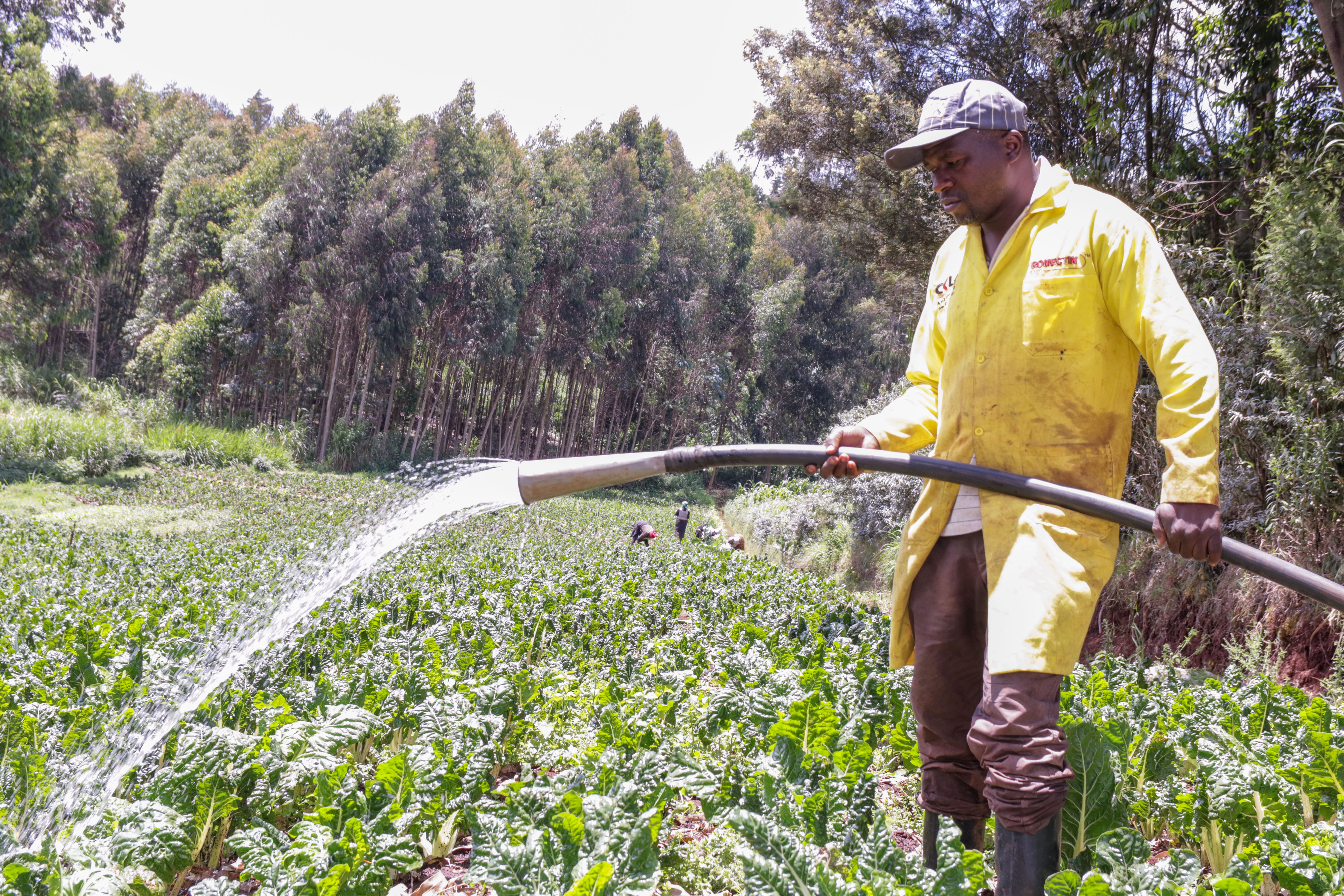 From the Matatu Business to Market-Focused Farming: George Kirato Kimani’s Journey in Horticulture